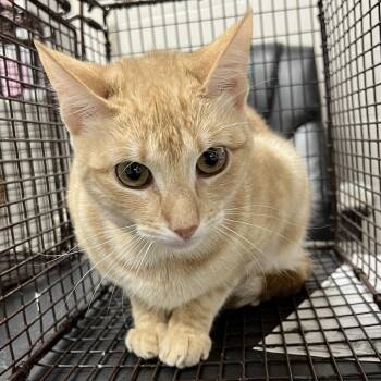 Domestic Short Hair Cats Available for Adoption in Lufkin, Texas - Margaret | PetCurious