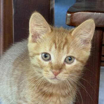 Ziti -  Domestic Short Hair Cat for Adoption in Victoria, British Columbia - Ziti | PetCurious