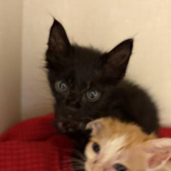 Electron -  Domestic Short Hair Cat for Adoption in San Antonio, Texas - Electron | PetCurious