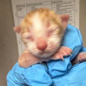 Chevy -  Domestic Short Hair Cat for Adoption in Yuma, Arizona - Chevy | PetCurious