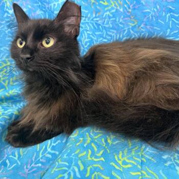 Domestic Long Hair Cats Available for Adoption in Folsom, Louisiana - Princess | PetCurious
