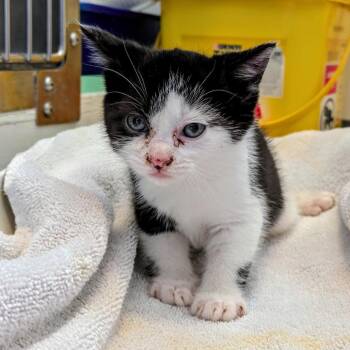 Sassafras -  Domestic Short Hair Cat for Adoption in Portland, Oregon - Sassafras | PetCurious