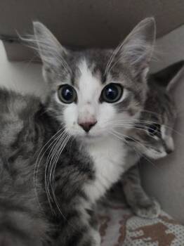Vulpix -  Domestic Short Hair Cat for Adoption in Columbus, Indiana - Vulpix | PetCurious