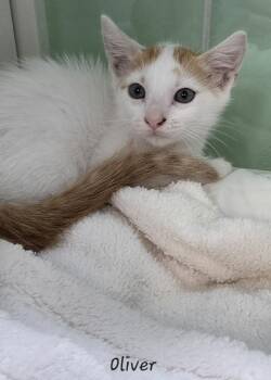 Oliver -  Domestic Short Hair Cat for Adoption in Key Largo, Florida - Oliver | PetCurious