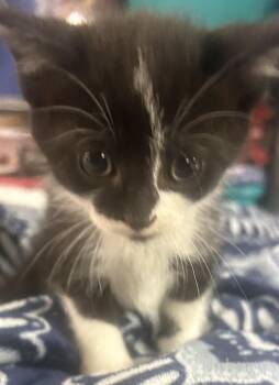 Hershey -  Domestic Short Hair Cat for Adoption in Ottawa Hills, Ohio - Hershey | PetCurious