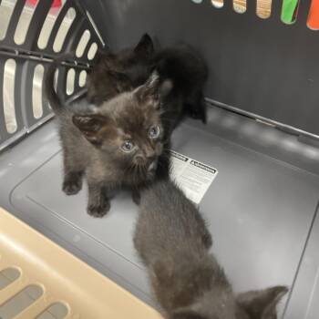 Blue -  Domestic Short Hair Cat for Adoption in Webster, Texas - Blue | PetCurious