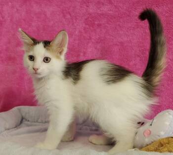 Domestic Short Hair Cats Available for Adoption in Greenville, Illinois - Fauna | PetCurious