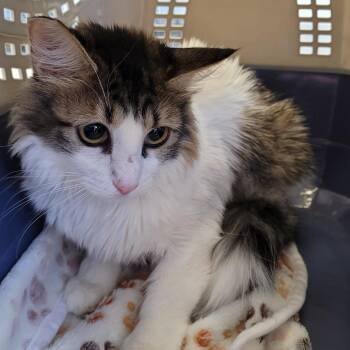 Baby -  Domestic Short Hair Cat for Adoption in Las Vegas, Nevada - Baby | PetCurious