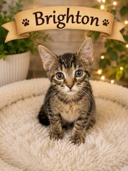 Kittens/cats -  Domestic Short Hair Cat for Adoption in Darien, Georgia - Kittens/cats | PetCurious