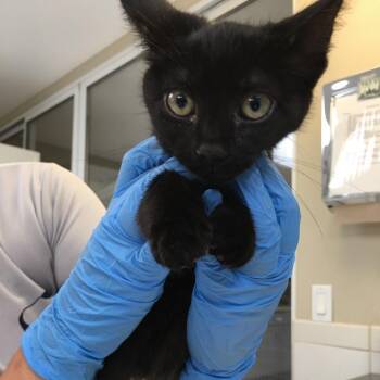 Ray Ray -  Domestic Short Hair Cat for Adoption in Ojai, California - Ray Ray | PetCurious