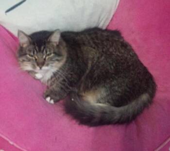 Itty Bitty -  Domestic Long Hair Cat for Adoption in Ogden, Utah - Itty Bitty | PetCurious