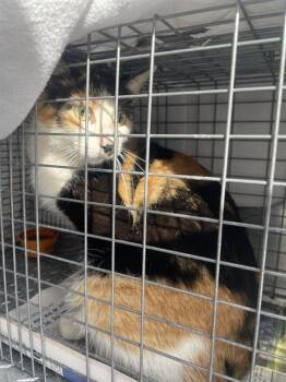 Domestic Short Hair Cats Available for Adoption - GRIZELDA | PetCurious