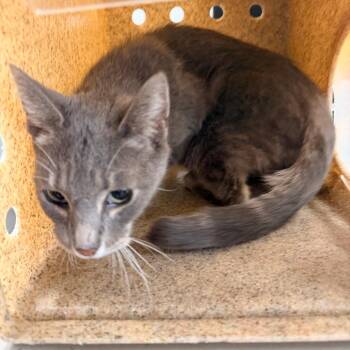 Pongo -  Domestic Short Hair Cat for Adoption in Philadelphia, Pennsylvania - Pongo | PetCurious