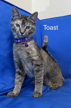 Toast -  Domestic Short Hair Cat for Adoption in Plant City, Florida - Toast | PetCurious