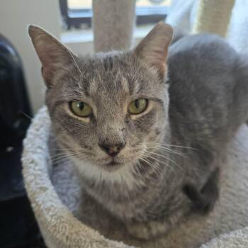Peter (lap cat) -  Domestic Short Hair Cat for Adoption in Huntington, New York - Peter (lap Cat) | PetCurious