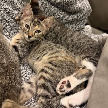 Piper -  Domestic Short Hair Cat for Adoption in Houston, Texas - Piper | PetCurious