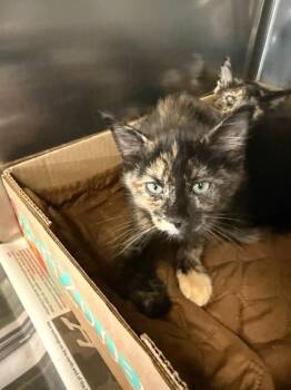 Robin -  Domestic Short Hair Cat for Adoption in Sevierville, Tennessee - Robin | PetCurious