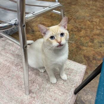Odyssey -  Siamese Cat for Adoption in Miami Beach, Florida - Odyssey | PetCurious