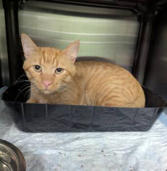 Lightning Bolt -  Domestic Short Hair Cat for Adoption in La Porte, Indiana - Lightning Bolt | PetCurious
