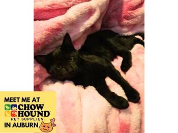 CHAMP -  Domestic Short Hair Cat for Adoption in Fort Wayne, Indiana - CHAMP | PetCurious