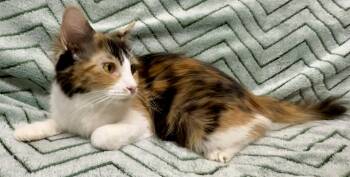 Ressie -  Domestic Medium Hair Cat for Adoption in Gary, Indiana - Ressie | PetCurious