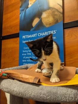 Domestic Short Hair Cats Available for Adoption in Rowlett, Texas - Oreo Cream | PetCurious