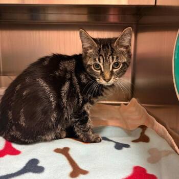 Odie -  Domestic Short Hair Cat for Adoption in Fairport, New York - Odie | PetCurious