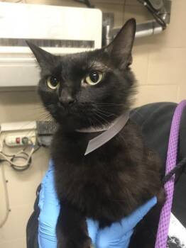 PAULIE -  Domestic Long Hair Cat for Adoption in Conroe, Texas - PAULIE | PetCurious