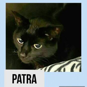 Domestic Short Hair Cats Available for Adoption in Wheeling, Illinois - Patra | PetCurious