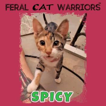 Spicy -  Domestic Short Hair Cat for Adoption in Kingman, Arizona - Spicy | PetCurious