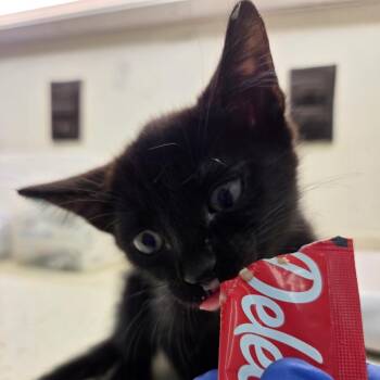 Marnie -  Domestic Short Hair Cat for Adoption in Auburn, Alabama - Marnie | PetCurious