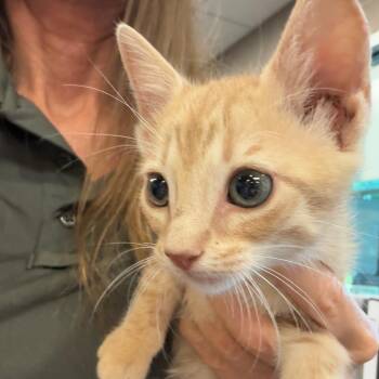 Spumoni -  Domestic Short Hair Cat for Adoption in Norman, Oklahoma - Spumoni | PetCurious