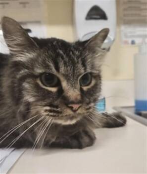 ROMEO -  Maine Coon Cat for Adoption in Fremont, California - ROMEO | PetCurious