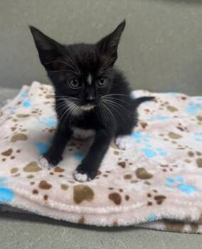 A551483 -  Domestic Short Hair Cat Available for Adoption in Moreno Valley, California - A551483 | PetCurious