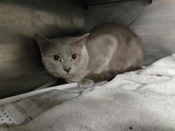 Domestic Short Hair Cats Available for Adoption in West Chester, Pennsylvania - Yellow Light | PetCurious