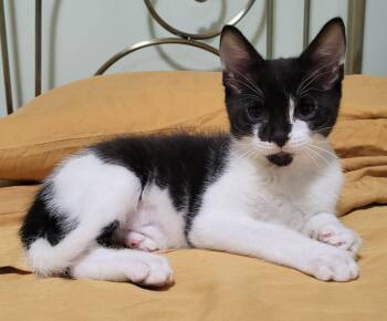 Zorba -  Domestic Short Hair Cat for Adoption in Delson, Quebec - Zorba | PetCurious