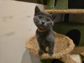 Domestic Medium Hair Cats Available for Adoption in Santa Clara, California - PUFF | PetCurious