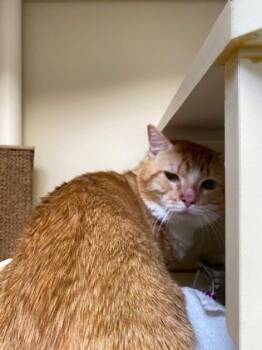 Georgie -  Domestic Short Hair Cat Available for Adoption in Fairfax, Virginia - Georgie | PetCurious