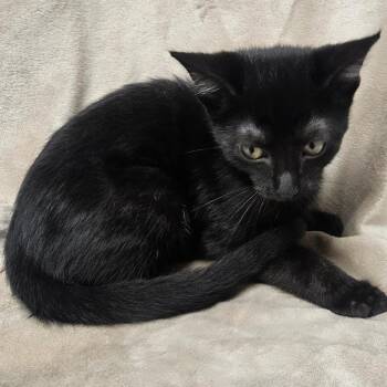 Berlin -  Domestic Short Hair Cat for Adoption in Brighton, Missouri - Berlin | PetCurious