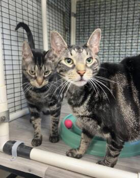 Macaroon and Mallomar -  Domestic Short Hair and Tabby Cat for Adoption in Montville, New Jersey - Macaroon And Mallomar | PetCurious