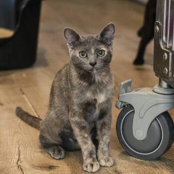 Martha -  Domestic Short Hair Cat for Adoption in Los Angeles, California - Martha | PetCurious