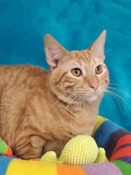 Roosevelt -  Domestic Short Hair Cat for Adoption in Greenville, Illinois - Roosevelt | PetCurious