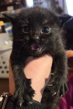 Domestic Short Hair Cats Available for Adoption in Rutherfordton, North Carolina - Pebbles | PetCurious
