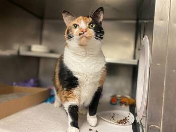 PRINCESS PAWS -  Domestic Short Hair Cat for Adoption in Fort Wayne, Indiana - PRINCESS PAWS | PetCurious