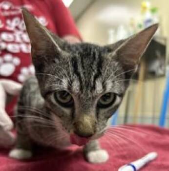 Jethro -  Domestic Short Hair Cat for Adoption in Kansas City, Missouri - Jethro | PetCurious