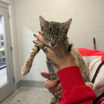 Roz -  Domestic Short Hair Cat for Adoption in Dearborn, Michigan - Roz | PetCurious
