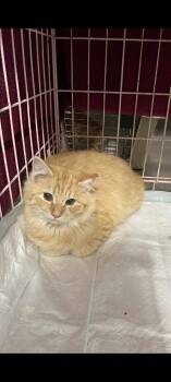 Gobble -  Domestic Short Hair Cat for Adoption in Cromwell, Kentucky - Gobble | PetCurious