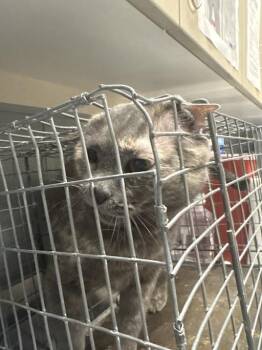 Domestic Short Hair Cats Available for Adoption in Las Vegas, Nevada - SHIMMER | PetCurious