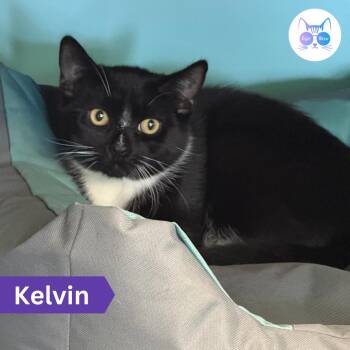 Kelvin -  Domestic Short Hair Cat for Adoption in Penfield, New York - Kelvin | PetCurious