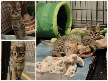 Rafael -  Domestic Short Hair Cat for Adoption in Delson, Quebec - Rafael | PetCurious
